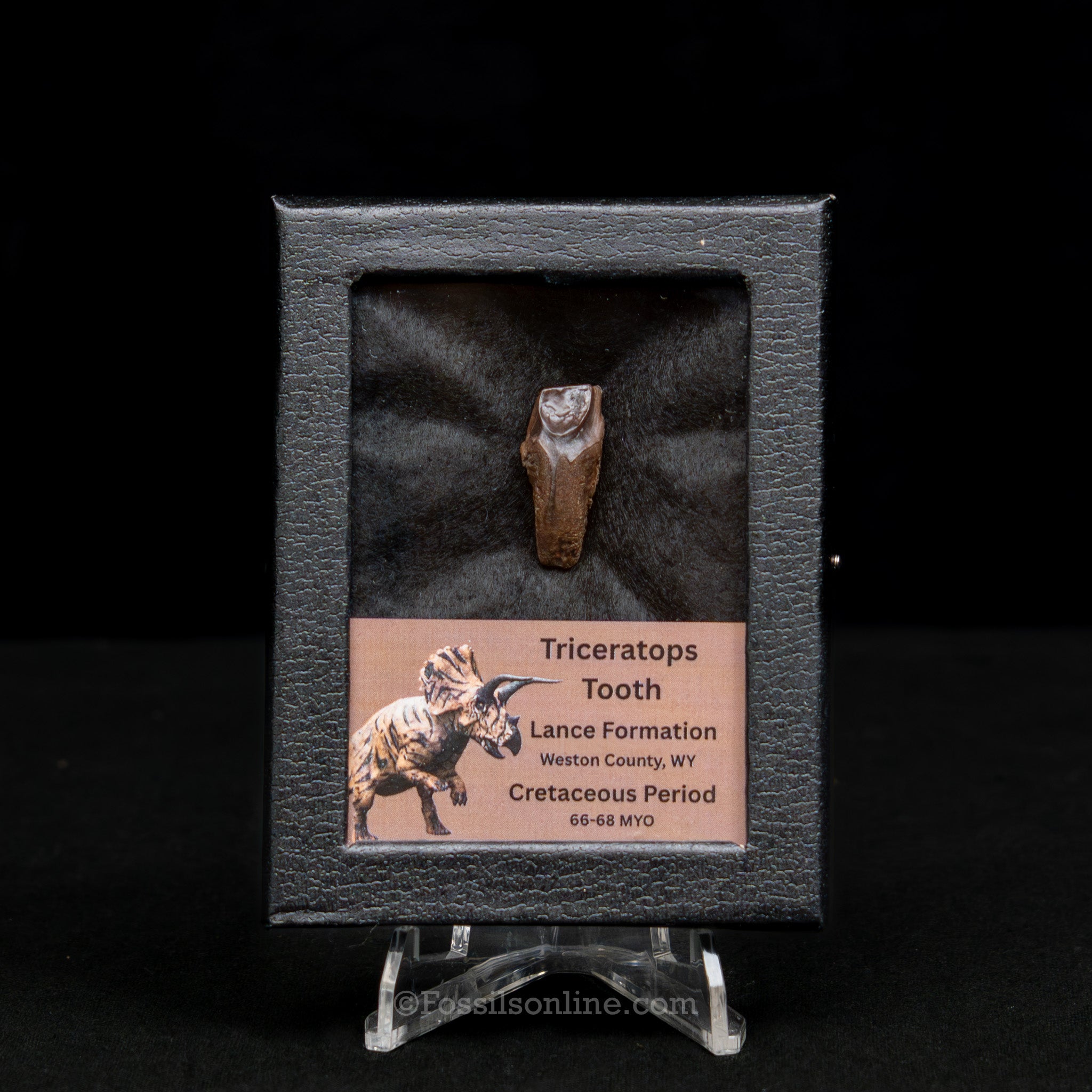 LG Triceratops Tooth in Case Lance FM