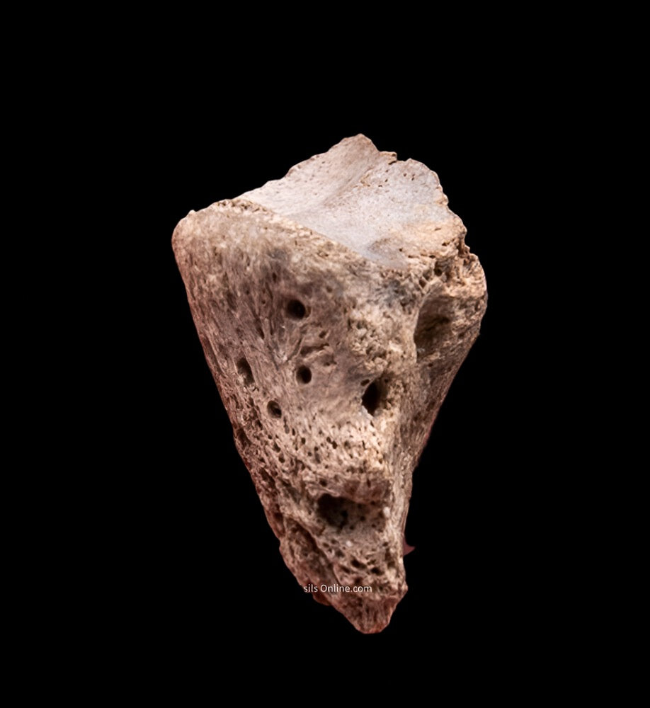 Rare Early Miocene Rhino Side Hoof Florida Fossils
