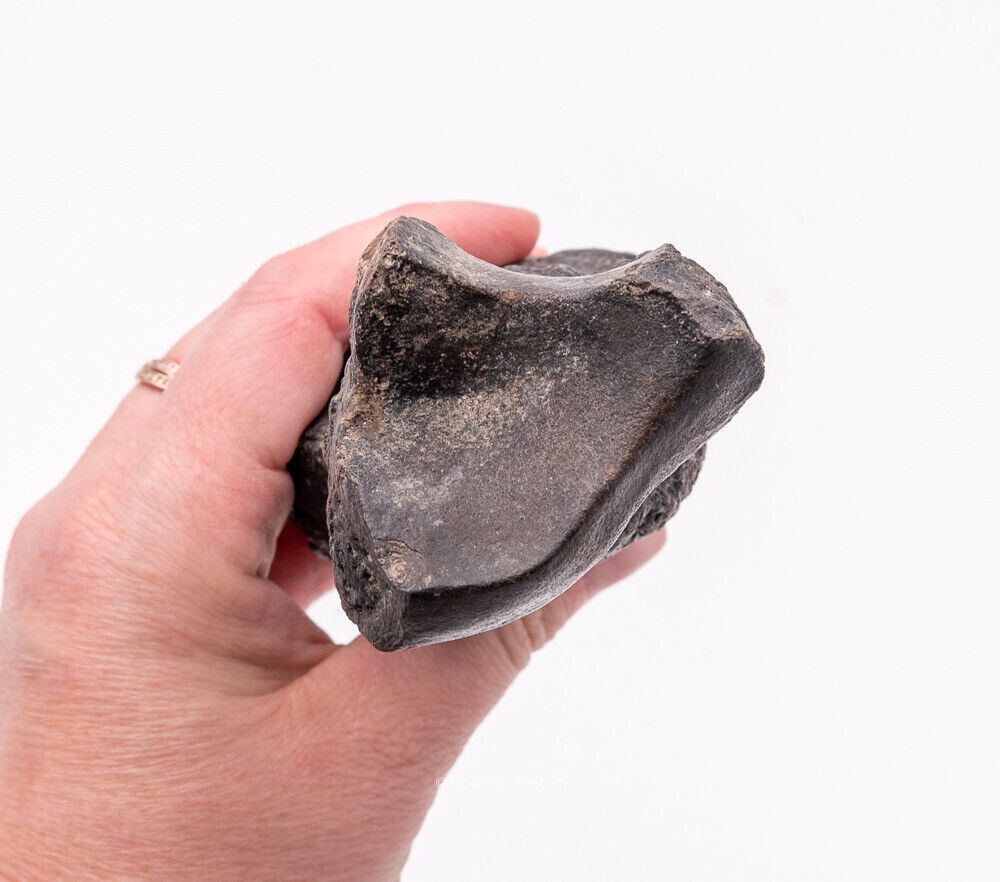 Super Megalonyx Fossil Giant Sloth Toe/Finger Bones Florida Fossils