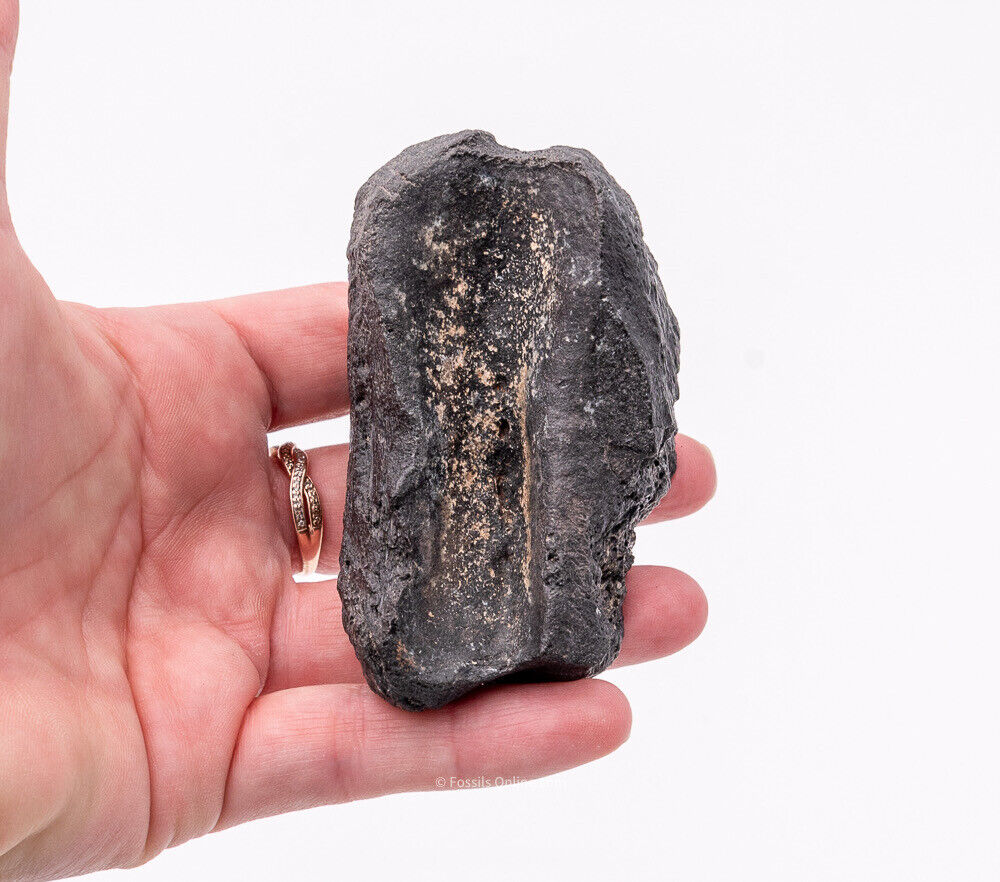 Super Megalonyx Fossil Giant Sloth Toe/Finger Bones Florida Fossils