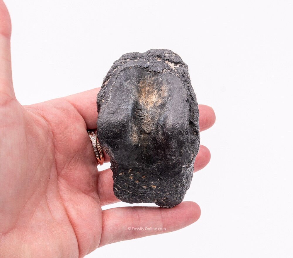 Super Megalonyx Fossil Giant Sloth Toe/Finger Bones Florida Fossils