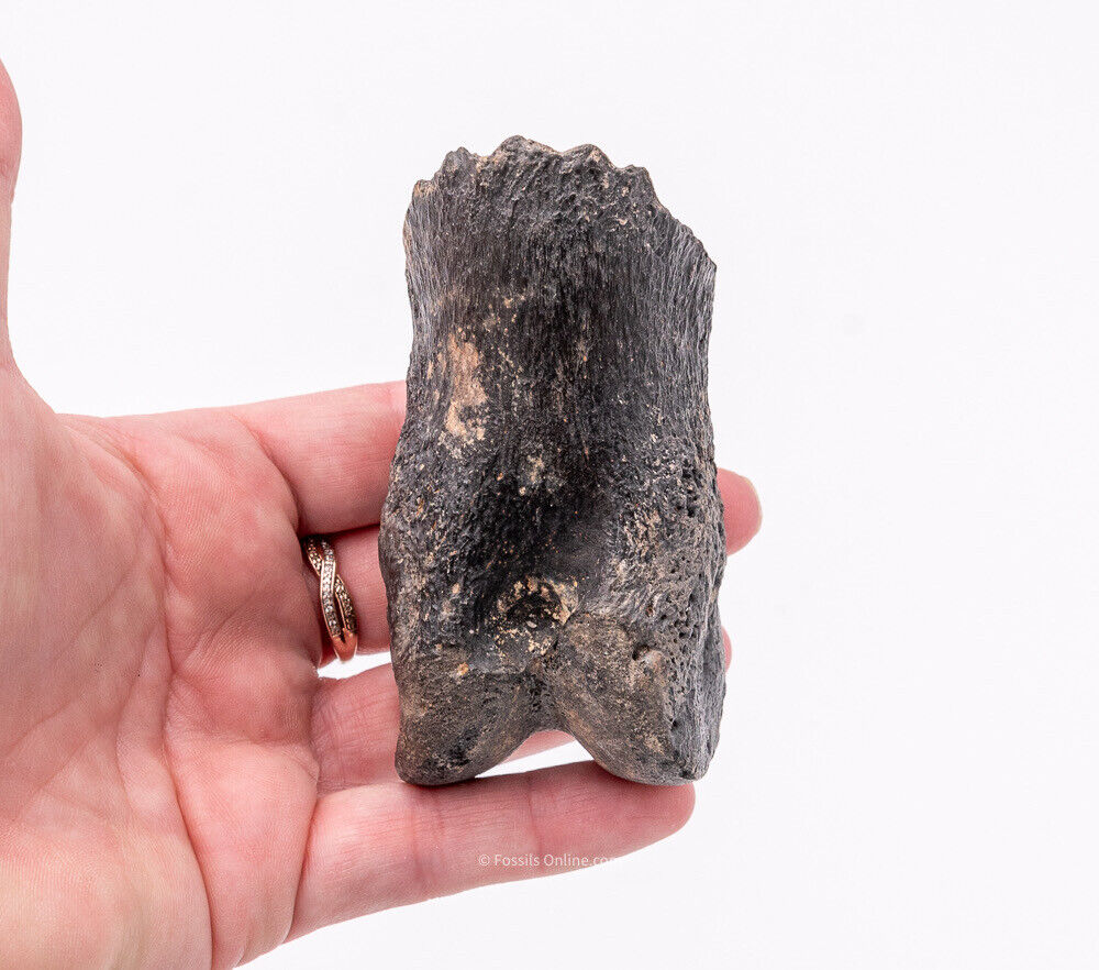 Super Megalonyx Fossil Giant Sloth Toe/Finger Bones Florida Fossils