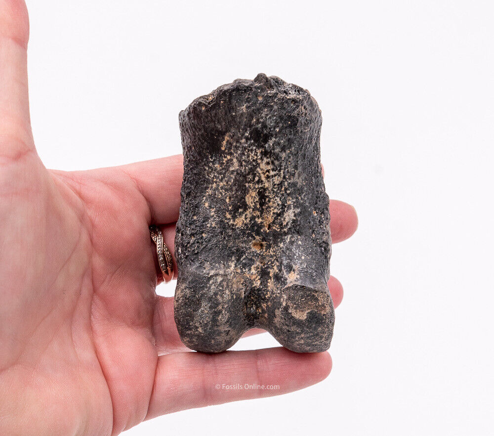 Super Megalonyx Fossil Giant Sloth Toe/Finger Bones Florida Fossils