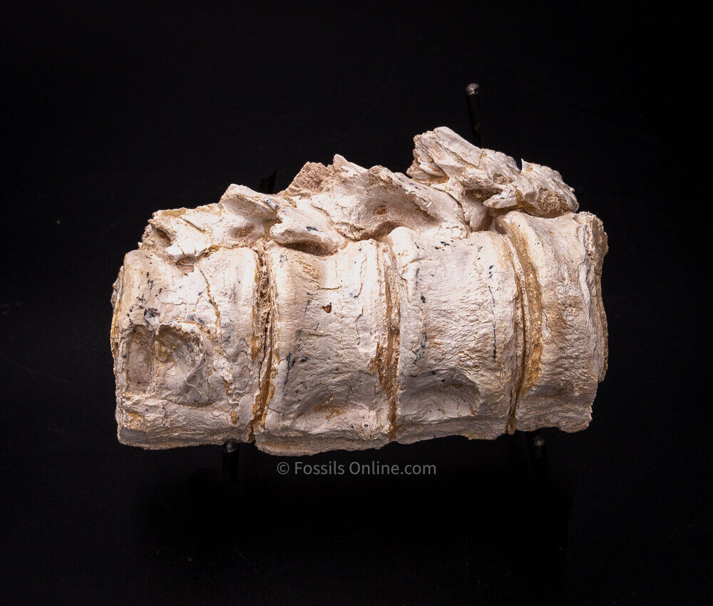 Super Fossil Big Fish Vertebrae Nebraska Fossils