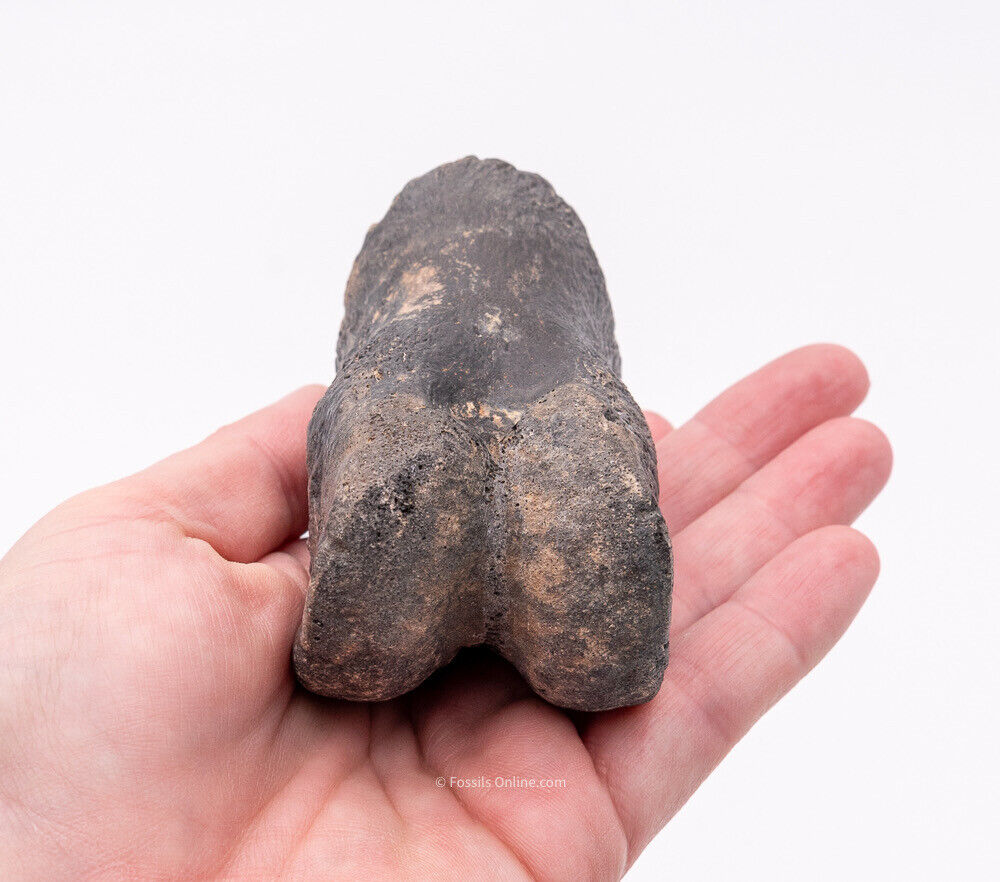 Super Megalonyx Fossil Giant Sloth Toe/Finger Bones Florida Fossils