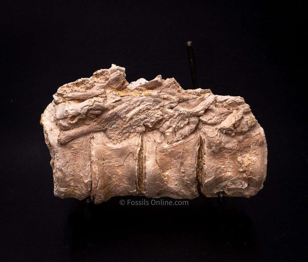 Super Fossil Big Fish Vertebrae Nebraska Fossils