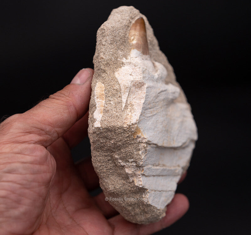 Mosasaurus Jaw in Matrix