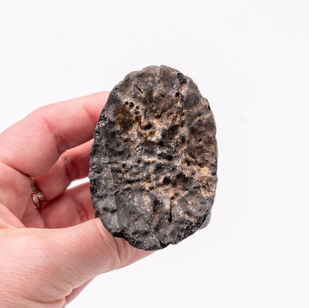 Super Megalonyx Fossil Giant Sloth Toe/Finger Bones Florida Fossils