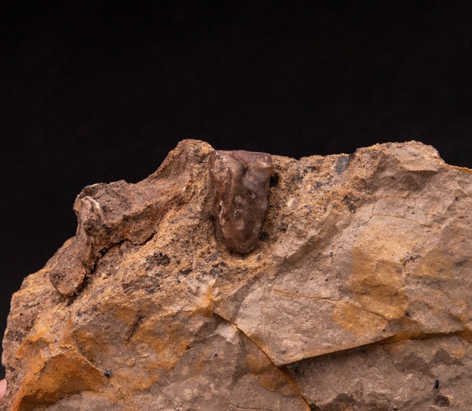 Hadrosaur Tooth in Matrix Aguja Formation