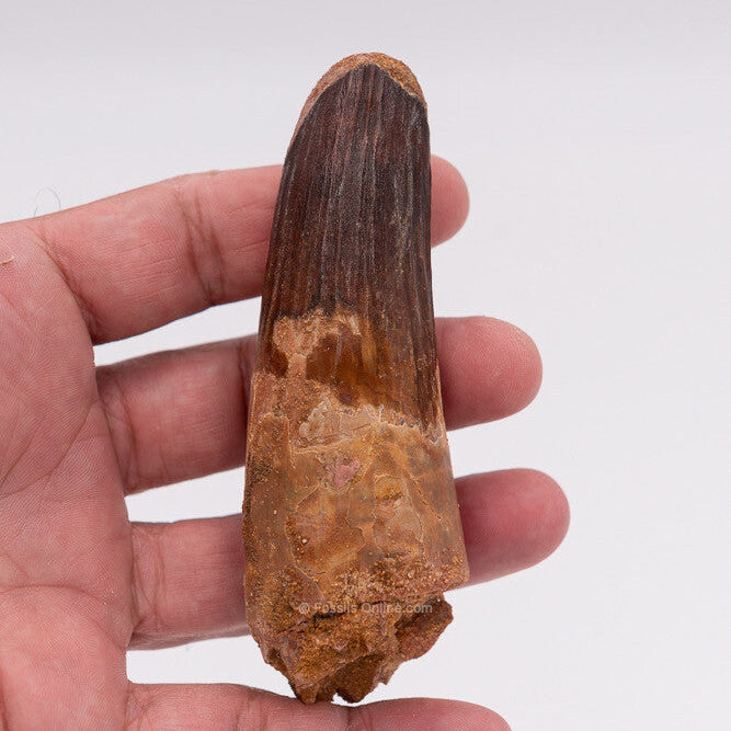 XLG Spinosaurus Dinosaur Tooth 4.31"
