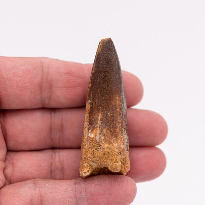 Spinosaurus Dinosaur Tooth 2.61"