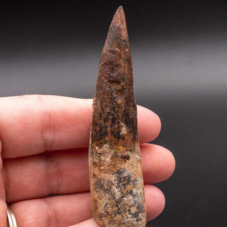 Spinosaurus Dinosaur Tooth 3.04"