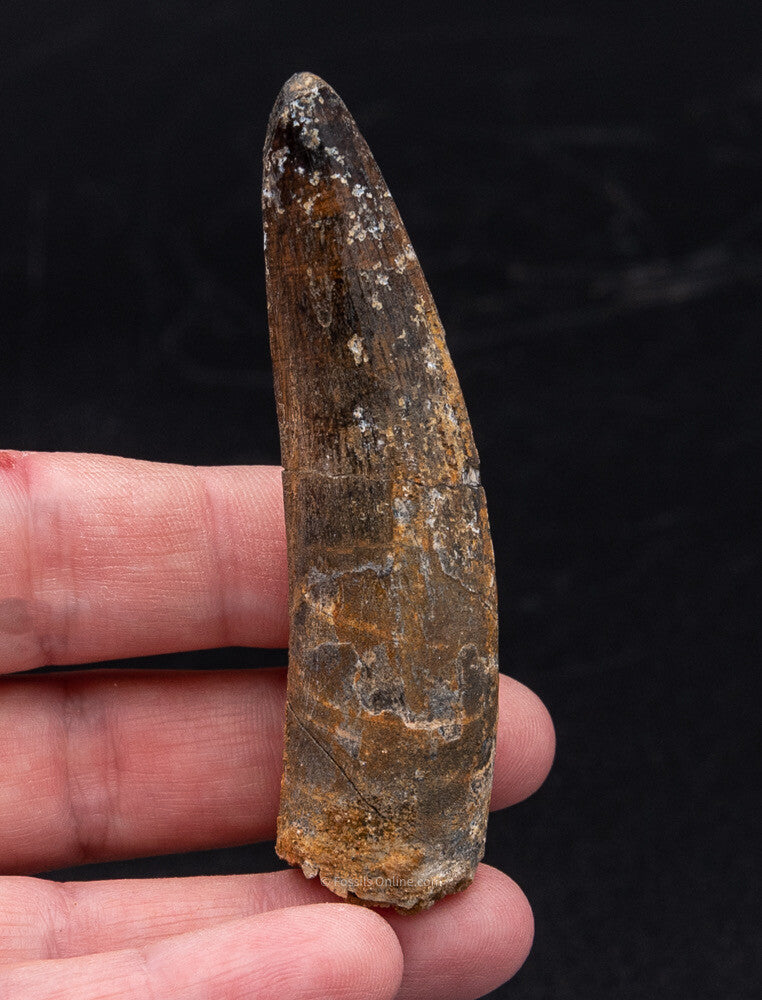 Spinosaurus Dinosaur Tooth 2.96"