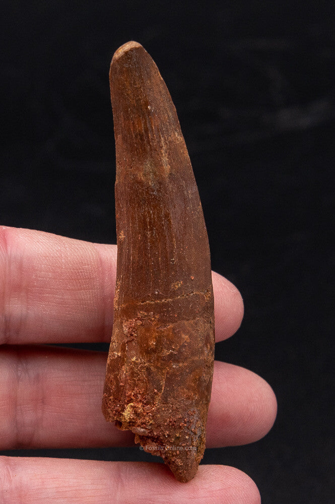 Spinosaurus Dinosaur Tooth 2.89"