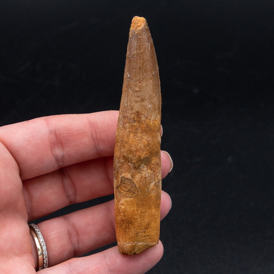 Spinosaurus Dinosaur Tooth 3.45"