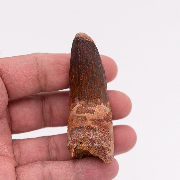 Spinosaurus Dinosaur Tooth 2.95"