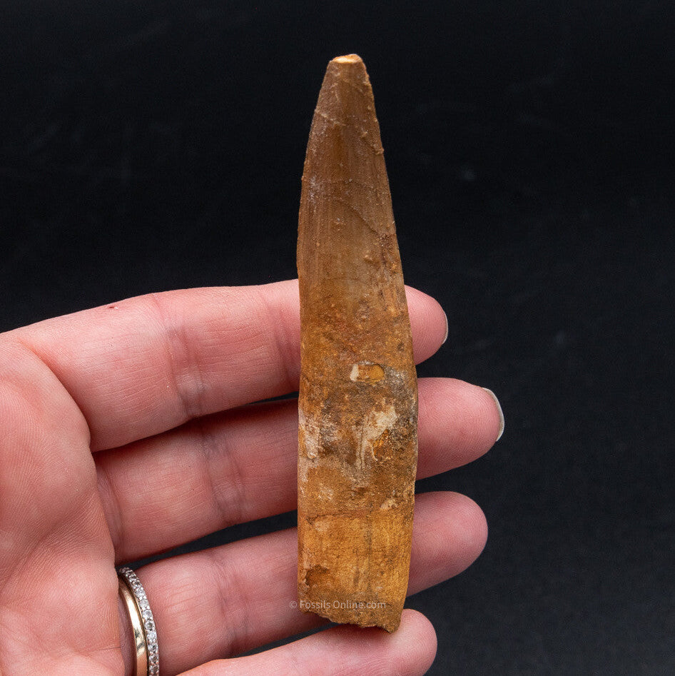 Spinosaurus Dinosaur Tooth 3.45"
