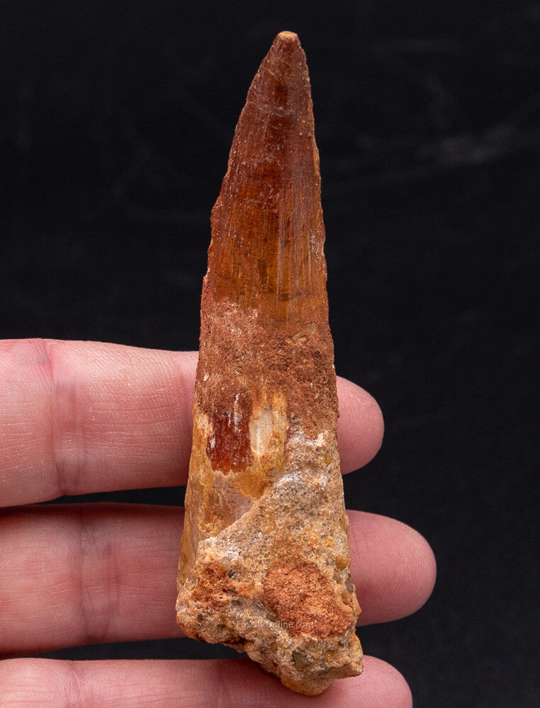 LG Spinosaurus Dinosaur Tooth 3.25"