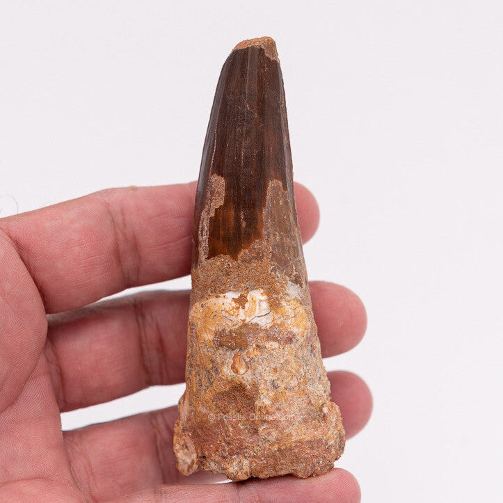 LG Spinosaurus Dinosaur Tooth 3.91"