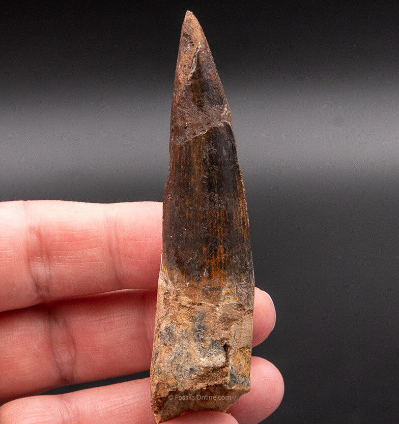 Spinosaurus Dinosaur Tooth 3.04"