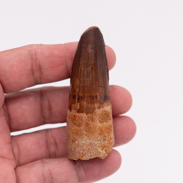 Spinosaurus Dinosaur Tooth 2.95"