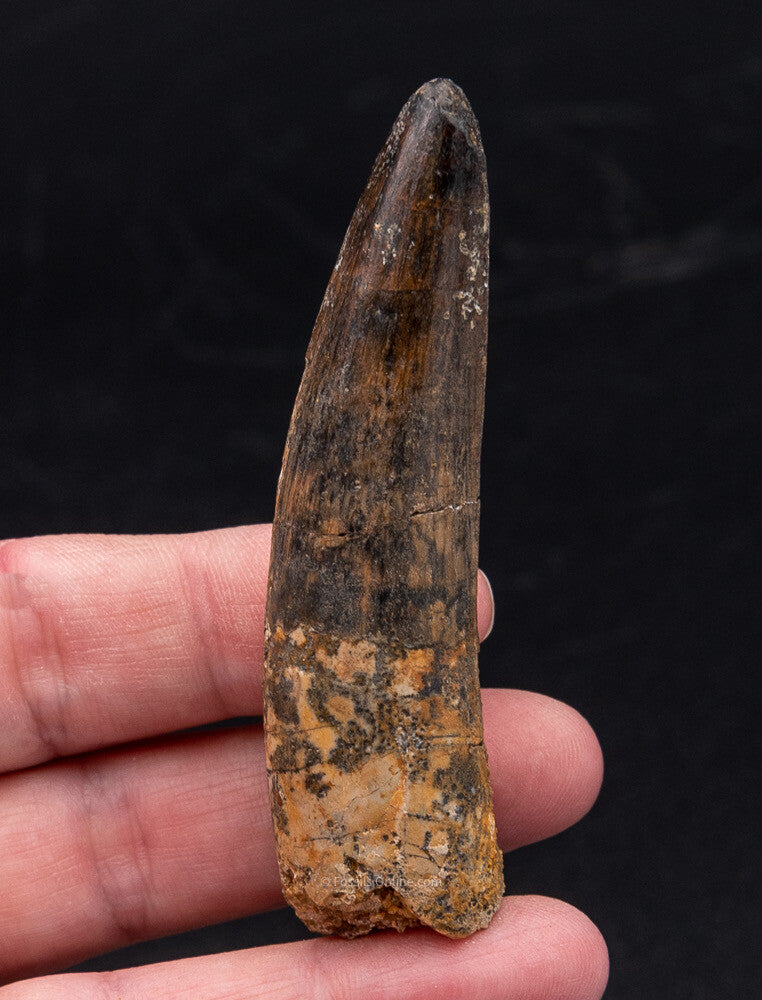Spinosaurus Dinosaur Tooth 2.96"