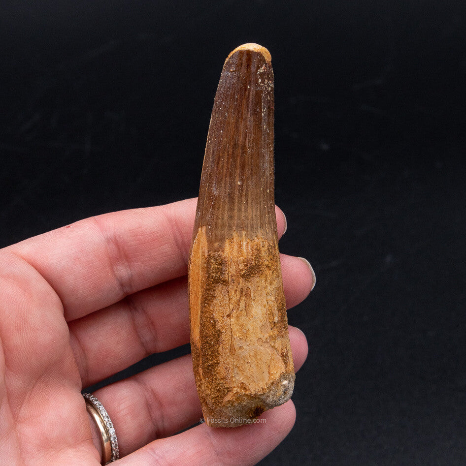 LG Spinosaurus Dinosaur Tooth 3.50"