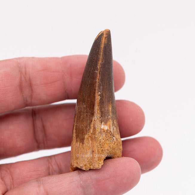 Spinosaurus Dinosaur Tooth 2.61"