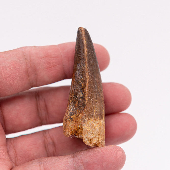 Spinosaurus Dinosaur Tooth 2.61"