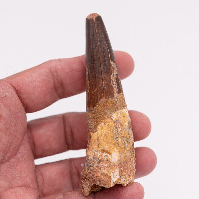 LG Spinosaurus Dinosaur Tooth 3.91"