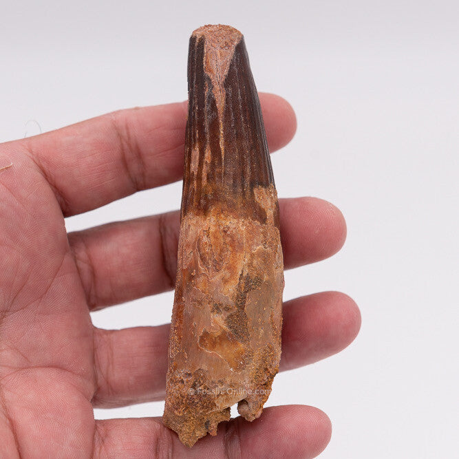 XLG Spinosaurus Dinosaur Tooth 4.31"
