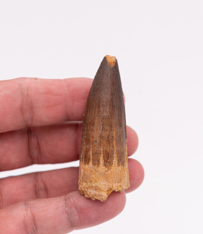 Spinosaurus Dinosaur Tooth 2.61"