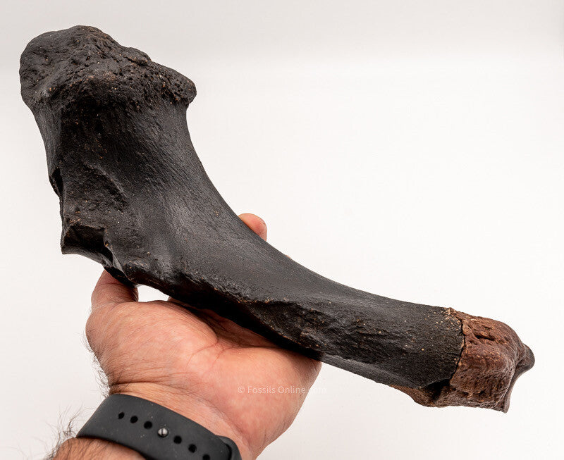 Rhino Ulna Florida Miocene Fossils