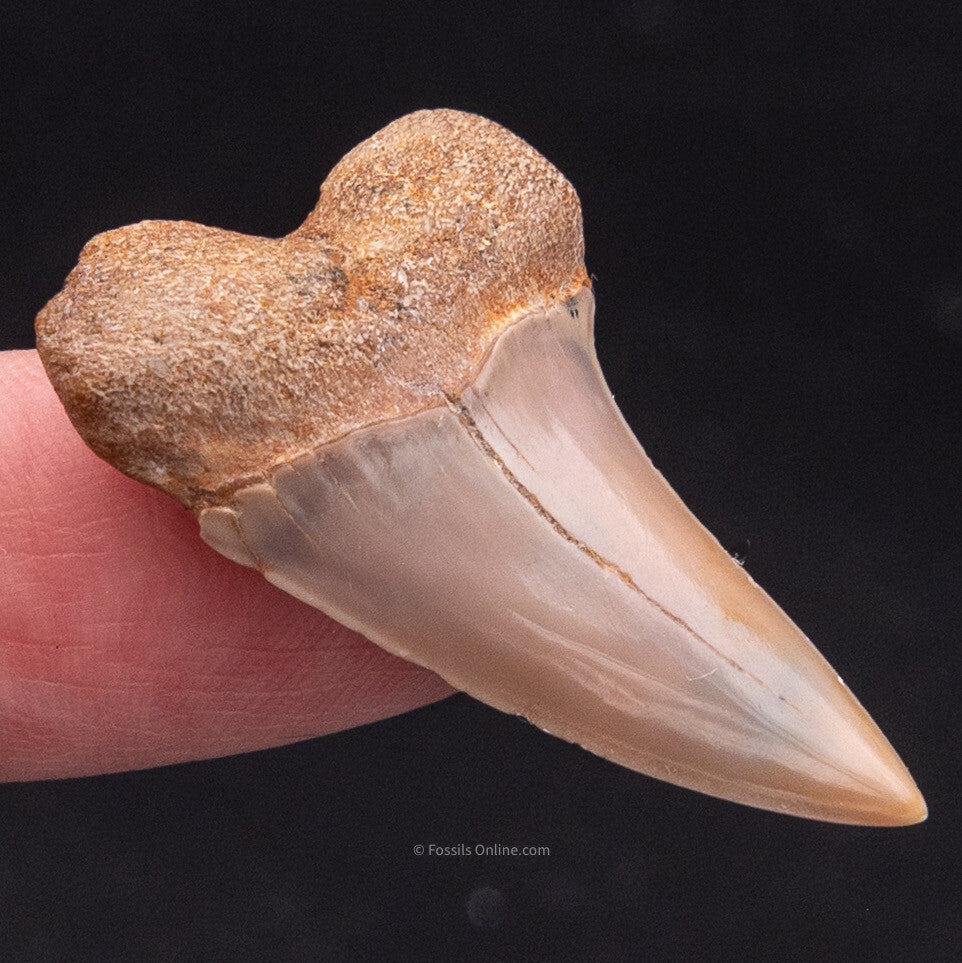 Bakersfield Mako C.Planus 1.54"