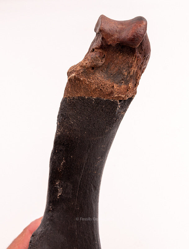 Rhino Ulna Florida Miocene Fossils