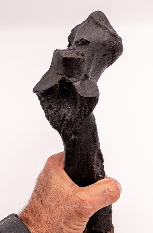 Rhino Ulna Florida Miocene Fossils