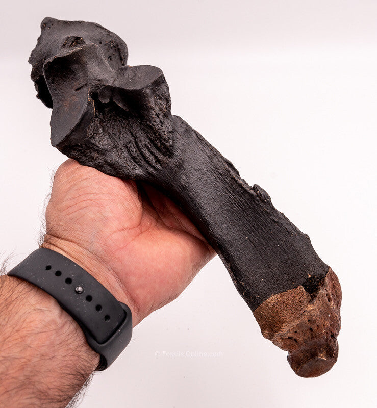 Rhino Ulna Florida Miocene Fossils