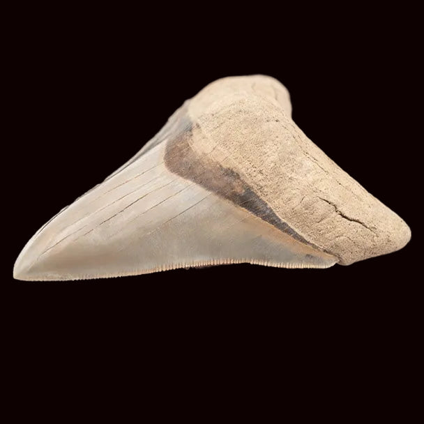 Lee Creek Megalodon Shark Tooth 3.89”