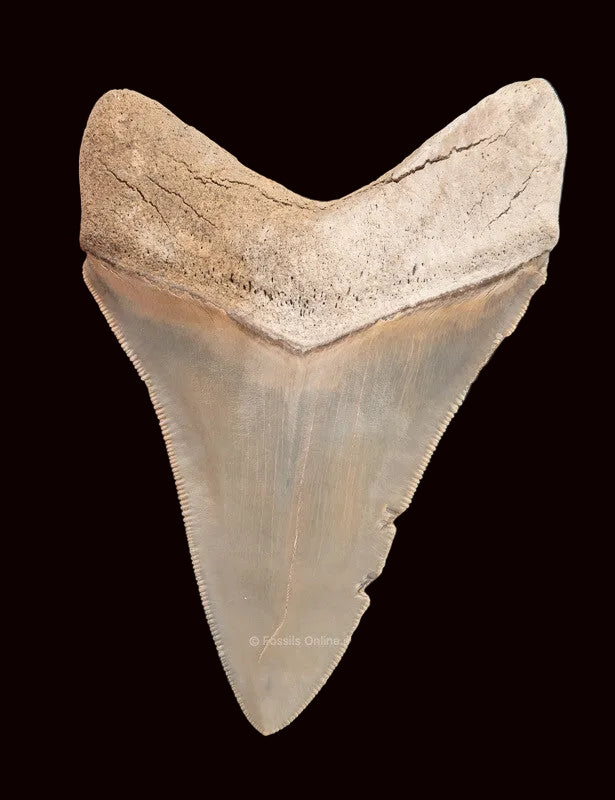 Lee Creek Megalodon Shark Tooth 3.89”