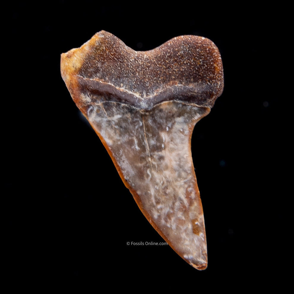 Bakersfield Mako C.Planus 1.62"