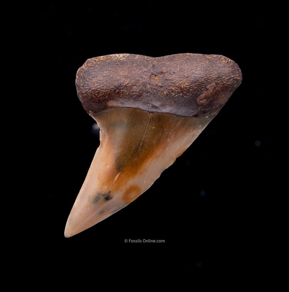 Bakersfield Mako C.Planus 1.54"