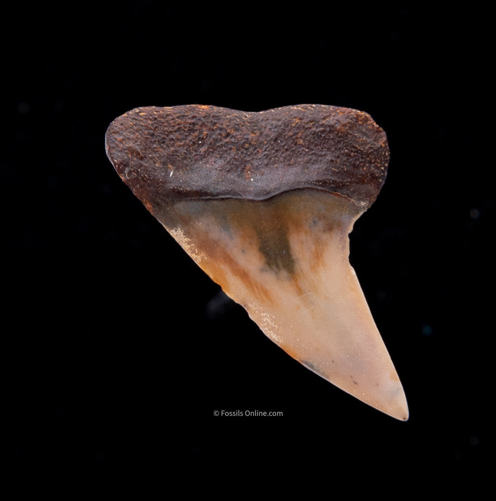 Bakersfield Mako C.Planus 1.54"