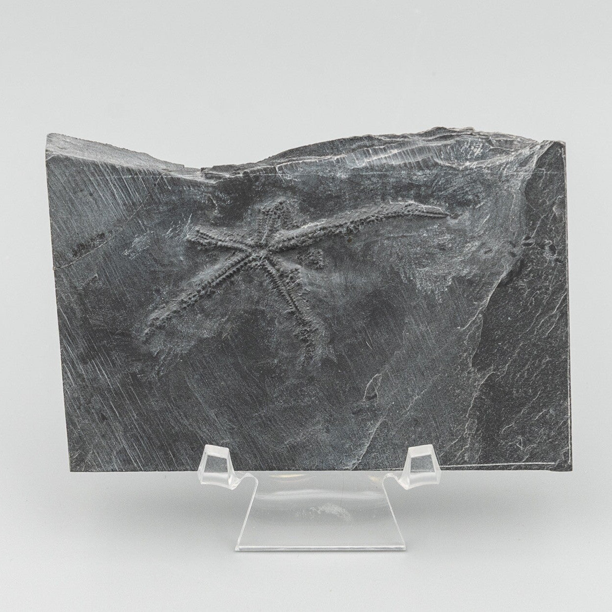 Fossil Urasterella Bundenbach Germany