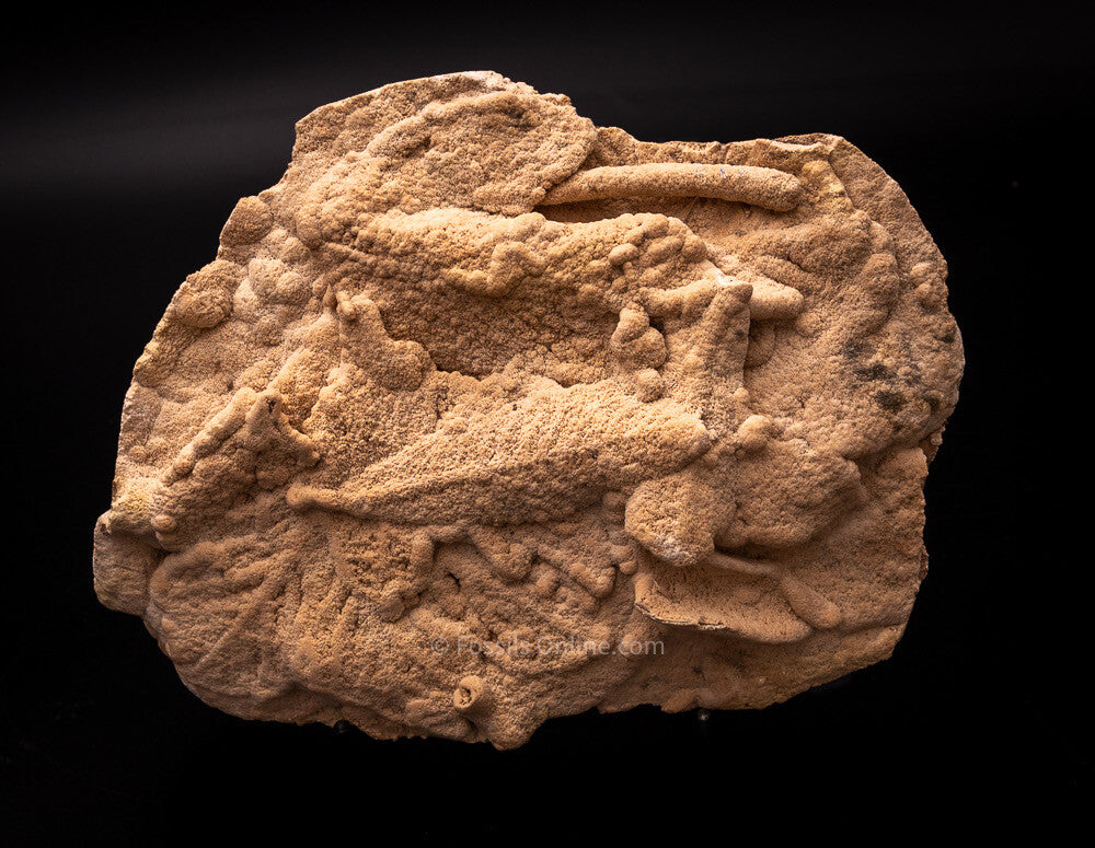 Fossil Leaves Preserved in Travertine