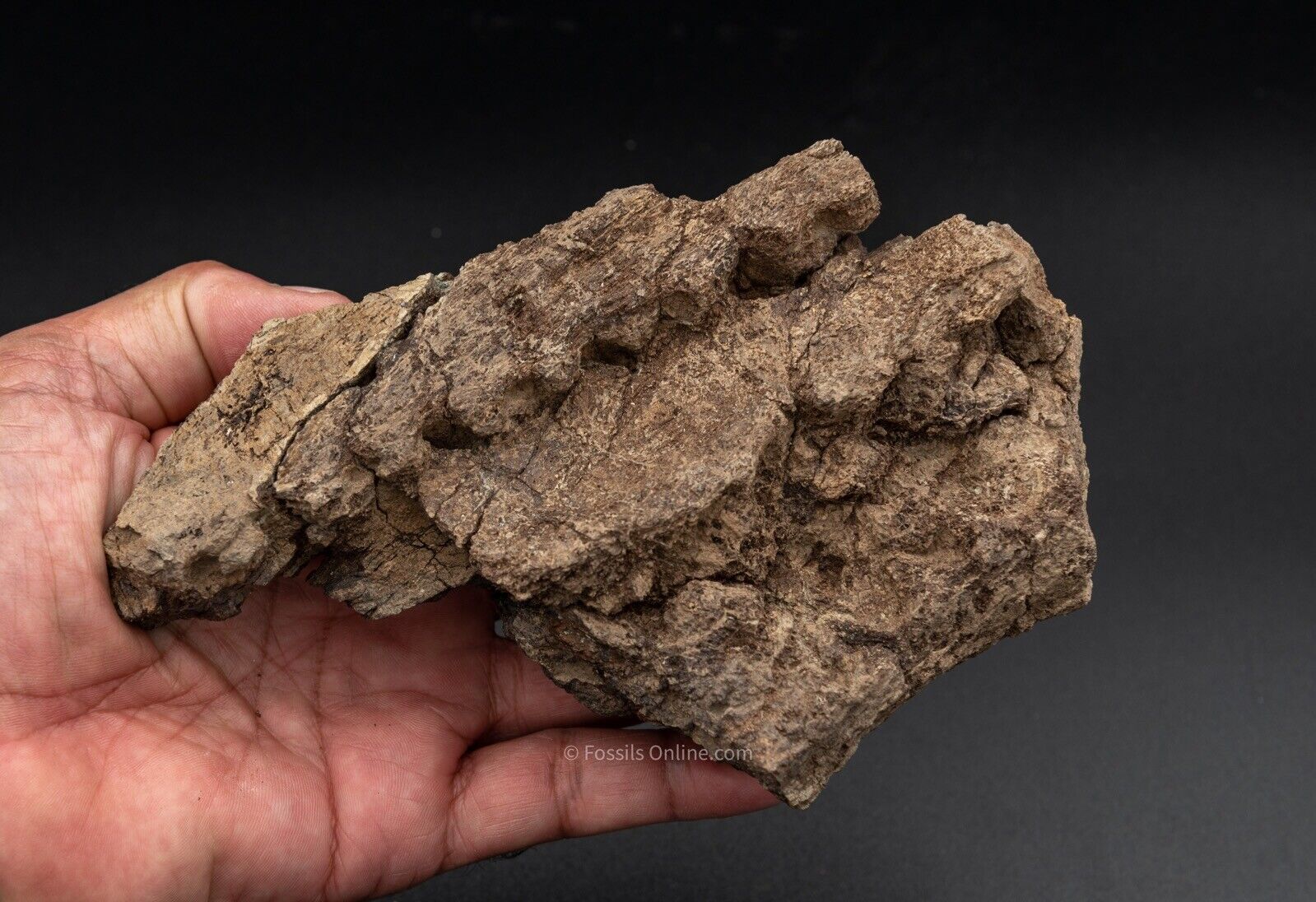 LG Fossil Triceratops Jaw Hell Creek MT