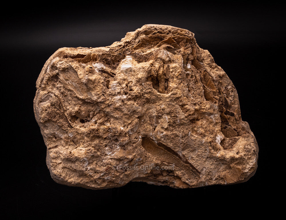Fossil Leaves Preserved in Travertine