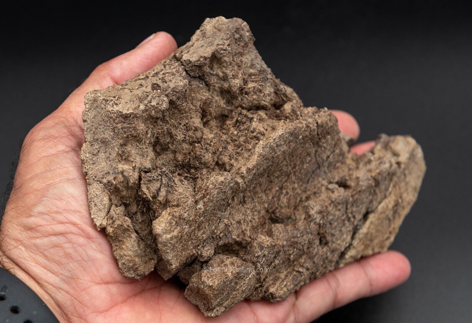 LG Fossil Triceratops Jaw Hell Creek MT