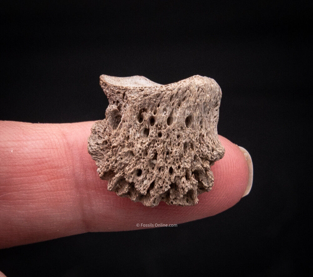 Rare Early Miocene Rhino Side Hoof Florida Fossils