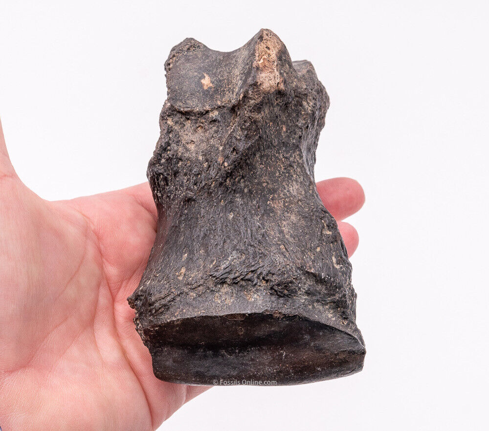 Super Megalonyx Fossil Giant Sloth Toe/Finger Bones Florida Fossils