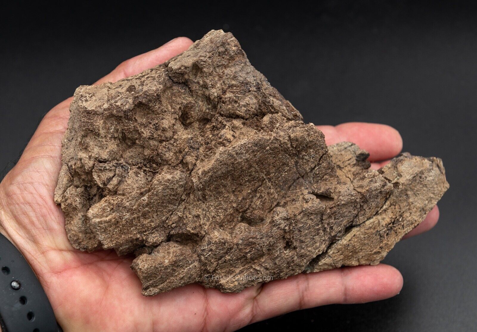 LG Fossil Triceratops Jaw Hell Creek MT